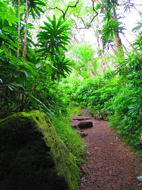 Hawaiian Jungle Manoa Photograph By Elaine Haakenson Pixels