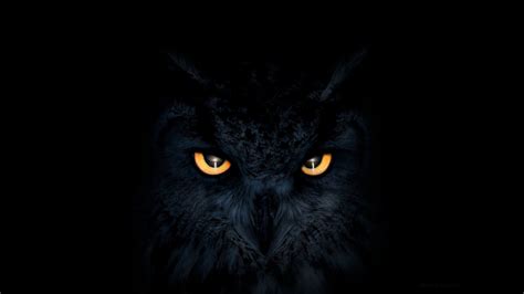 Owl Dark Glowing Eyes Muzzle Wallpaper Background Kde Store
