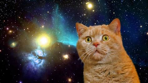 Space Cats Hd Wallpaper Wallpapersafari