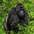 Four arrested for killing iconic silverback mountain gorilla in Bwindi