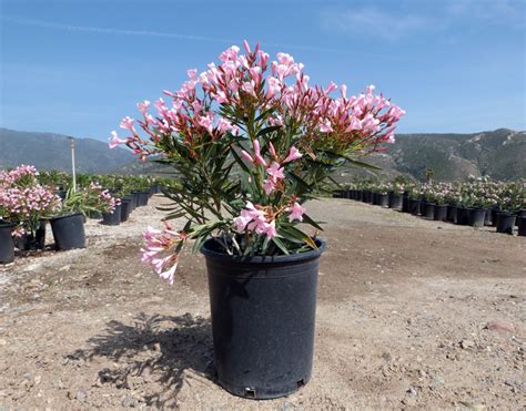 Nerium Oleander Petite Pink T Y Nursery