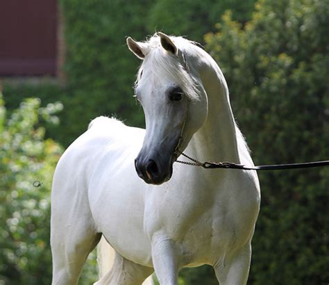The Distinctive World Class Breed Of The Arabian Horse