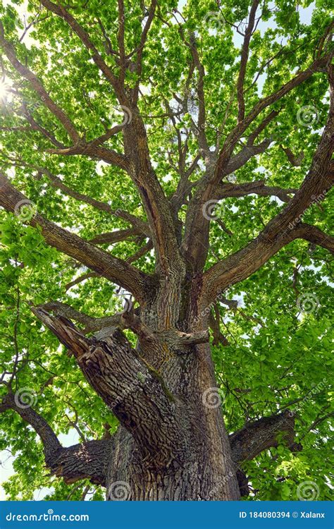 Big Oak Tree Seen From Below Stock Photo Image Of Nature Tree 184080394