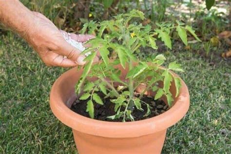 How To Grow Tomatoes In Pots Complete Growing Guide Tomato Plant