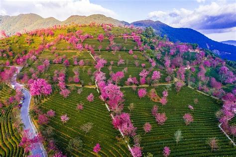 Phong Cảnh Hoa Anh đào Nở Rộ đẹp Như Tranh Vẽ ở Tỉnh Vân Nam Trung