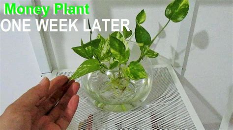 Place the money plant in a location where it receives an indirect sunlight. Money Plant Pothos after One Week Propagated on Water ...