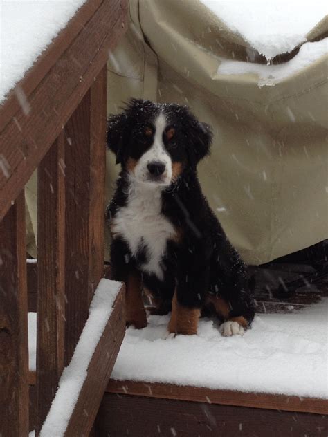 Our Pup In The Snow Bernese Mountain Dog Mountain Dogs Puppies