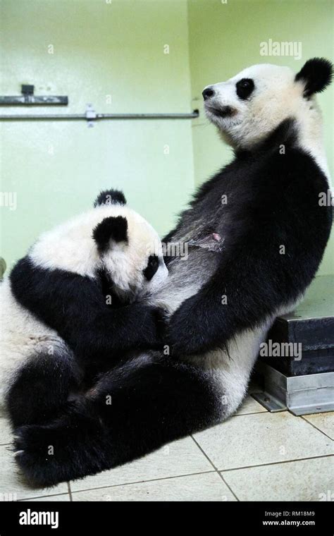 Giant Panda Cub Yuan Meng Suckling Its Mother Huan Huan Ailuropoda