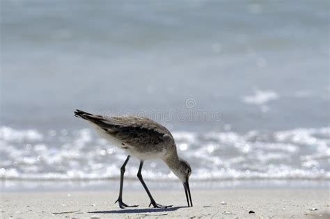 Wading Bird Florida Stock Photo Image Of Beach Shimmer 29670712