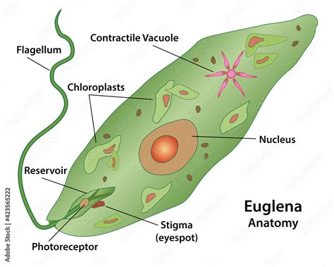 Euglena Cell Anatomy Of A Protozoa Labeling The Cell Structures With