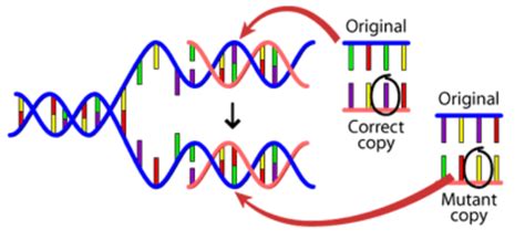 What Is Genetic Variation Human Genetic Variation