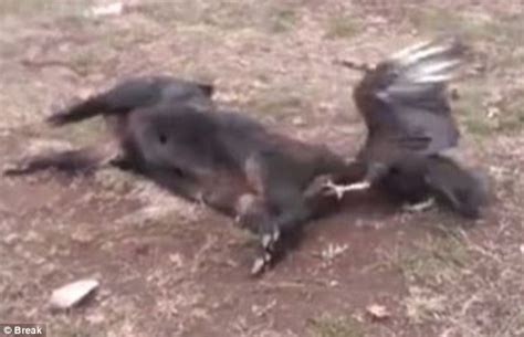 Vulture Gets Head Stuck Up Pigs Butt In Video From Travis