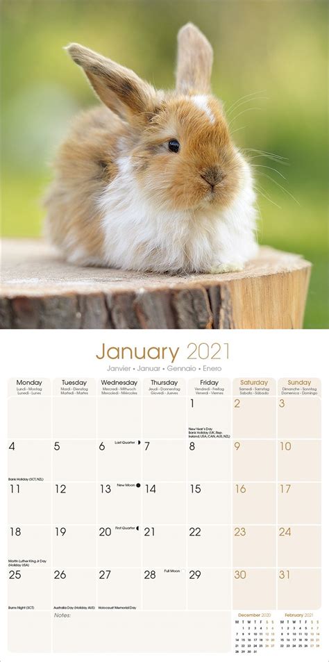 Rabbits Calendar Animal Calendars Pet Prints Inc