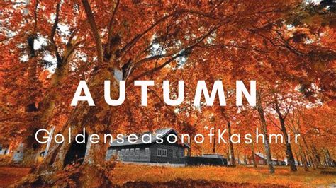 Autumn In Kashmir Fallkashmir Vlog29 Youtube