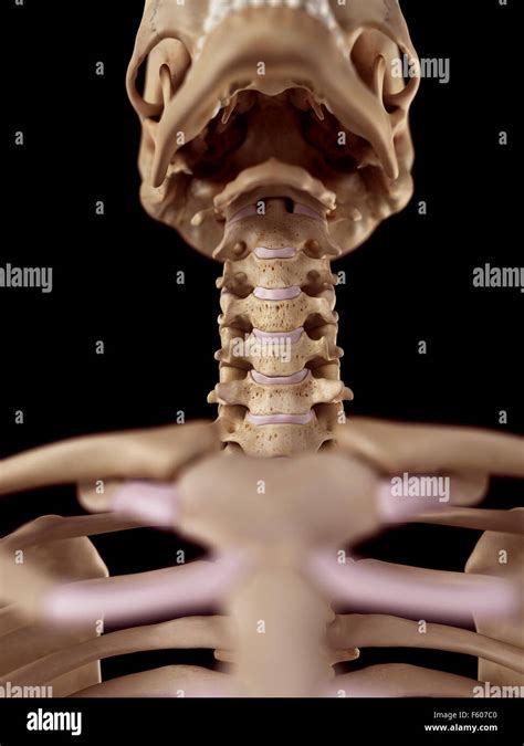Cervical Spine Hi Res Stock Photography And Images Alamy