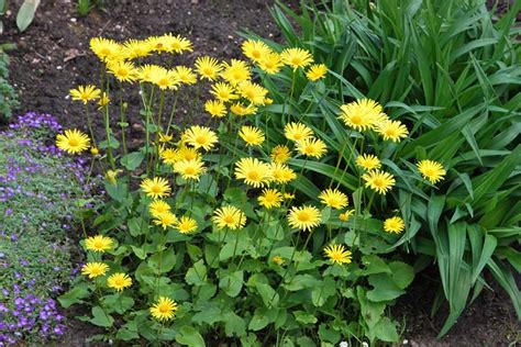 18 Beautiful Yellow Perennials For Your Garden Garden Lovers Club