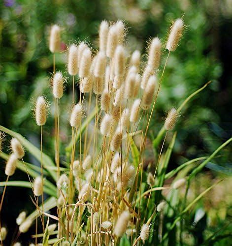 Bunny Tail Grass 50 Seeds Flowering Plants Garden