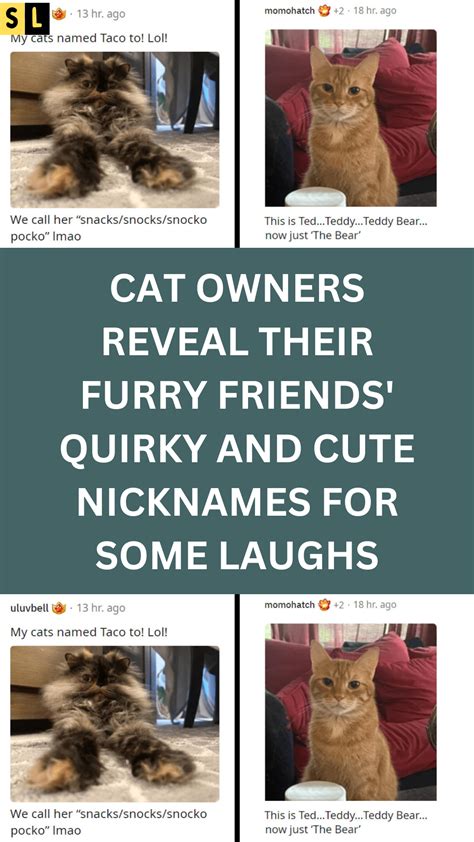 Cat Owners Reveal Their Furry Friends Quirky And Cute Nicknames For