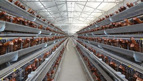 Poultry Farm A Types Chicken Cages Retech