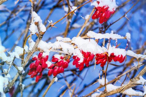 Sprigs Of Red Berries Of The Barberry Froze In The Snow Winter