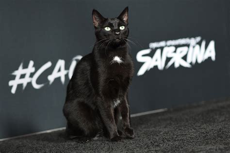 ‘chilling Adventures Of Sabrina Salem The Cat Walks The Black Carpet