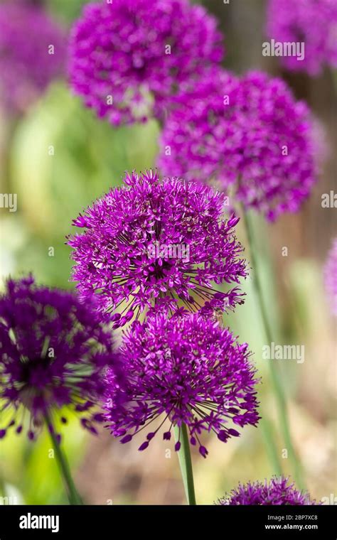 Alliums Purple Sensation Giganteum Stock Photo Alamy