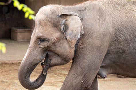 Female Elephant Feeding Her Calf Stock Photos Free And Royalty Free