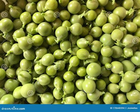 Fresh Green Peas Shelled And Ready To Cook Stock Photo Image Of Seed