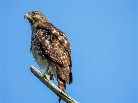 Juvenile Red Shouldered Hawk In The Lake Apopka Wildlife Refuge