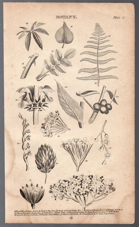 An Original 1821 Botanical Engraving Of Various Plants From The British
