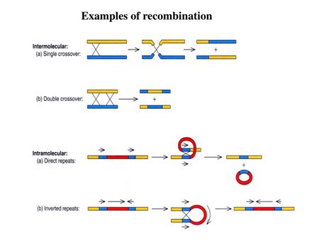 Types And Examples Of Recombination Biowiki Hot Sex Picture