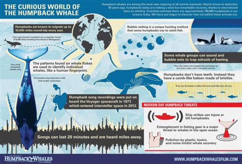 Infographic One World One Ocean