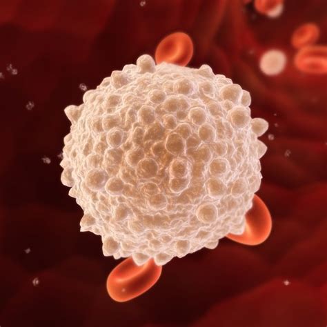 Life Span Of White Blood Cells Healthy Living