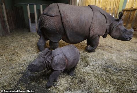 Czech Zoo Welcomes Baby Indian Rhinoceros Daily Mail Online