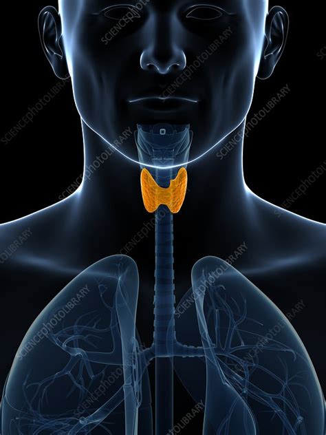 Human Thyroid Gland Illustration Stock Image F0107160 Science
