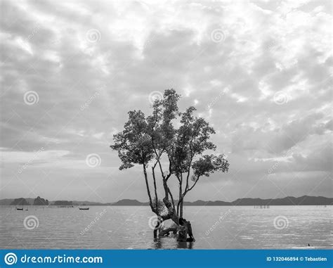 Mangroves Tree In The Sea Stock Photo Image Of Natural 132046894