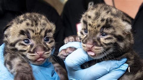Miami Zoo Shows Off Newborn Clouded Leopards And They Are Too Cute To