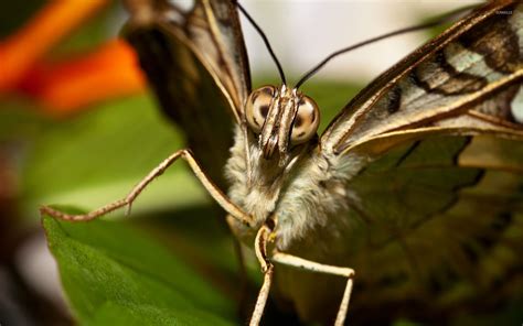 Moth Wallpapers Wallpaper Cave