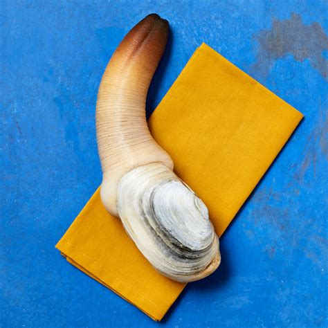 Geoduck Taylor Shellfish Farms