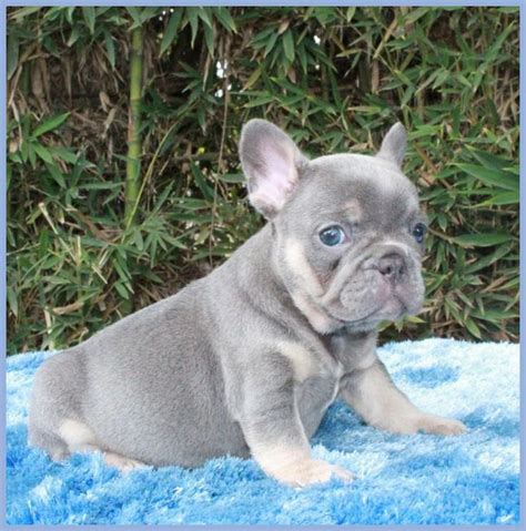27 Blue Eye French Bulldog For Sale Picture Bleumoonproductions