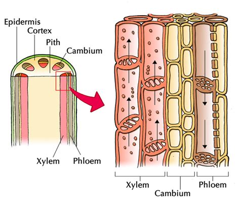 Phloem Tissue Plant And Animal Tissues