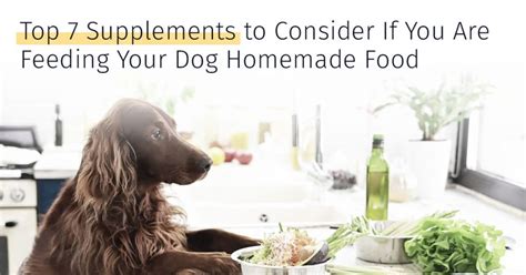 Top 7 Supplements To Consider Homemade Dog Supplements