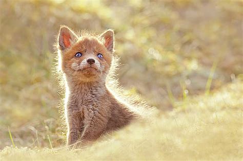 Roeselien Raimond Artwork For Sale Gouda Netherlands