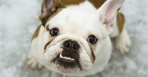 The french bulldog is a sturdy, compact, stocky little dog, with a large square head that has a rounded forehead. 7 Signs Of Dog Dental Problems That Need To Be Addressed ...