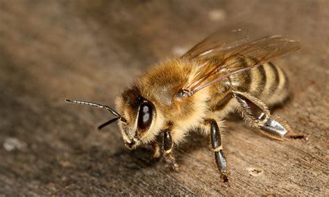 Afbarthropodes Licensed For Non Commercial Use Only Abeilles Et