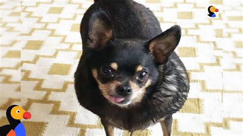 Overweight Chihuahua Finds The Perfect Mom To Help Her Get Healthy