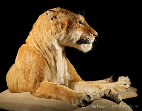 Maude The Belle Vue Tigon For Manchester Museum Taxidermy Uk