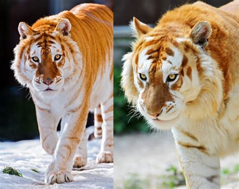 A Extremely Rare Golden Tiger30 Golden Tigers Are Believed To Exist