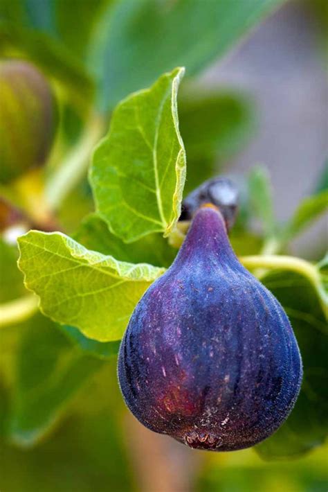 7 Of The Best Cold Hardy Fig Trees Gardeners Path