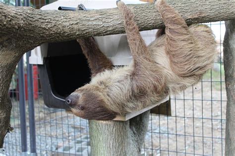 Sid the sloth added to Plumpton Park Zoo | Local News | cecildaily.com